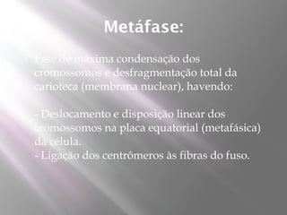 Metáfase:
   Fase de máxima condensação dos
    cromossomos e desfragmentação total da
    carioteca (membrana nuclear), havendo:

    - Deslocamento e disposição linear dos
    cromossomos na placa equatorial (metafásica)
    da célula.
    - Ligação dos centrômeros às fibras do fuso.
 