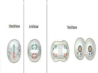    Clique para editar os estilos do texto mestre
       Segundo nível
       Terceiro nível
         Quarto nível
           Quinto nível
 