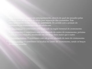    Todo cromossomo possui um estrangulamento, através do qual são puxados pelas
    fibras do fuso até os pólos da célula para separação das cromátides. Este
    estrangulamento recebe o nome de centrômero. De acordo com a posição do
    centrômero, os cromossomos são divididos em:
   A) Telocêntrico: O centrômero está localizado na região terminal do cromossomo.
   B) Acrocêntrico: O centrômero está bem afastado do centro do cromossomo, próximo
    a uma das extremidades, resultando em um braço bem maior que o outro.
   C) Submetacêntrico: O centrômero está um pouco afastado do meio do cromossomo.
   D) Metacêntrico: O centrômero se localiza no centro do cromossomo, sendo os braços
    do mesmo tamanho.
 