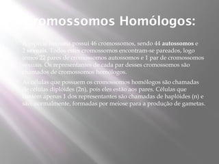 Cromossomos Homólogos:
   A espécie humana possui 46 cromossomos, sendo 44 autossomos e
    2 sexuais. Todos estes cromossomos encontram-se pareados, logo
    temos 22 pares de cromossomos autossomos e 1 par de cromossomos
    sexuais. Os representantes de cada par desses cromossomos são
    chamados de cromossomos homólogos.
   As células que possuem os cromossomos homólogos são chamadas
    de células diplóides (2n), pois eles estão aos pares. Células que
    contém apenas 1 dos representantes são chamadas de haplóides (n) e
    são, normalmente, formadas por meiose para a produção de gametas.
 