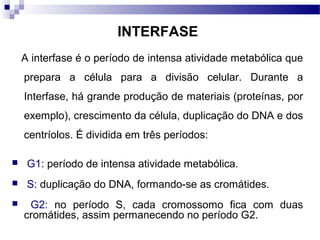 INTERFASE
    A interfase é o período de intensa atividade metabólica que
    prepara a célula para a divisão celular. Durante a
    Interfase, há grande produção de materiais (proteínas, por
    exemplo), crescimento da célula, duplicação do DNA e dos
    centríolos. É dividida em três períodos:

    G1: período de intensa atividade metabólica.
    S: duplicação do DNA, formando-se as cromátides.
    G2: no período S, cada cromossomo fica com duas
    cromátides, assim permanecendo no período G2.
 