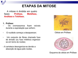 ETAPAS DA MITOSE
       A mitose é dividida em quatro
    fases:    Prófase,     Metáfase,
    Anáfase e Telófase.


1. Prófase:
-    Os cromossomos ficam visíveis
   durante a espiralação que sofrem;

-     O nucléolo começa a desaparecer;              Célula em Prófase

-     Um conjunto de fibras chamado fuso
     de divisão (ou fuso mitótico) organiza-
     se em torno do núcleo;

- A carioteca desorganiza-se devido a
    absorção de água pelo núcleo.
                                               Esquema da célula em Prófase
 