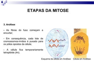 ETAPAS DA MITOSE


3. Anáfase

- As fibras do fuso começam a
encurtar;

- Em consequência, cada lote de
cromossomos-irmãos é puxado para
os pólos opostos da célula;

- A célula fica     temporariamente
tetraplóide (4n).

                                 Esquema da célula em Anáfase   Célula em Anáfase
 
