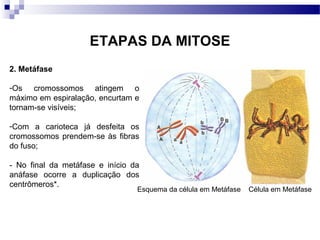 ETAPAS DA MITOSE
2. Metáfase

-Os cromossomos atingem o
máximo em espiralação, encurtam e
tornam-se visíveis;

-Com a carioteca já desfeita os
cromossomos prendem-se às fibras
do fuso;

- No final da metáfase e início da
anáfase ocorre a duplicação dos
centrômeros*.
                                 Esquema da célula em Metáfase   Célula em Metáfase
 