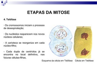 ETAPAS DA MITOSE
4. Telófase

-Os cromossomos iniciam o processo
de desespiralação;

-Os nucléolos reaparecem nos novos
núcleos celulares;

-A carioteca se reorganiza em cada
núcleo-filho;

- Cada dupla de centríolos já se
encontra no local definitivo, nas
futuras células-filhas.
                               Esquema da célula em Telófase   Célula em Telófase
 