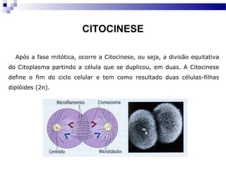CITOCINESE

  Após a fase mitótica, ocorre a Citocinese, ou seja, a divisão equitativa
do Citoplasma partindo a célula que se duplicou, em duas. A Citocinese
define o fim do ciclo celular e tem como resultado duas células-filhas
diplóides (2n).
 