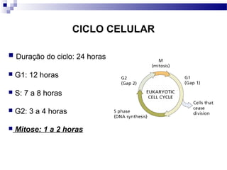 CICLO CELULAR

 Duração do ciclo: 24 horas

   G1: 12 horas

   S: 7 a 8 horas

   G2: 3 a 4 horas

   Mitose: 1 a 2 horas
 