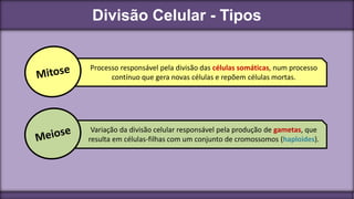 Divisão Celular - Tipos
Processo responsável pela divisão das células somáticas, num processo
contínuo que gera novas células e repõem células mortas.
Variação da divisão celular responsável pela produção de gametas, que
resulta em células-filhas com um conjunto de cromossomos (haploides).
 