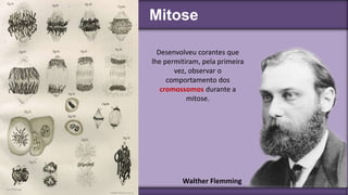 Mitose
Walther Flemming
Desenvolveu corantes que
lhe permitiram, pela primeira
vez, observar o
comportamento dos
cromossomos durante a
mitose.
 