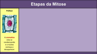 Etapas da Mitose
A cromatina
esta se
condensando
e o núcleo
começa a
desaparecer.
Prófase
 