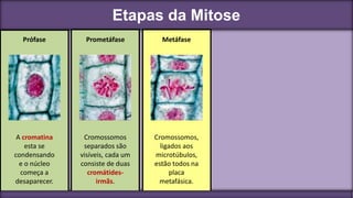 Etapas da Mitose
Prófase
Cromossomos
separados são
visíveis, cada um
consiste de duas
cromátides-
irmãs.
Prometáfase
A cromatina
esta se
condensando
e o núcleo
começa a
desaparecer.
Metáfase
Cromossomos,
ligados aos
microtúbulos,
estão todos na
placa
metafásica.
 