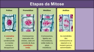 Etapas da Mitose
Prófase
Cromossomos
separados são
visíveis, cada um
consiste de duas
cromátides-
irmãs.
Prometáfase
A cromatina
esta se
condensando
e o núcleo
começa a
desaparecer.
Metáfase
Cromossomos,
ligados aos
microtúbulos,
estão todos na
placa
metafásica.
Anáfase
As cromátides
dos
cromossomo se
separam e se
movem para as
extremidades.
 