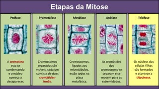 Etapas da Mitose
Prófase
Cromossomos
separados são
visíveis, cada um
consiste de duas
cromátides-
irmãs.
Prometáfase
A cromatina
esta se
condensando
e o núcleo
começa a
desaparecer.
Metáfase
Cromossomos,
ligados aos
microtúbulos,
estão todos na
placa
metafásica.
Anáfase
As cromátides
dos
cromossomo se
separam e se
movem para as
extremidades.
Telófase
Os núcleos das
células-filhas
são formados
e acontece a
citocinese.
 