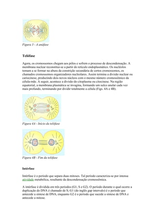 Figura 3 - A anáfase
Telófase
Agora, os cromossomos chegam aos pólos e sofrem o processo de descondensação. A
membrana nuclear reconstitui-se a partir do retículo endoplasmático. Os nucléolos
tomam a se formar na altura da constrição secundária de certos cromossomos, os
chamados cromossomos organizadores nucleolares. Assim termina a divisão nuclear ou
cariocinese, produzindo dois novos núcleos com o mesmo número cromossômico da
célula-mãe. A seguir, acontece a divisão do citoplasma ou citocinese. Na região
equatorial, a membrana plasmática se invagina, formando um sulco anular cada vez
mais profundo, terminando por dividir totalmente a célula (Figs. 4A e 4B).
Figura 4A - Início da telófase
Figura 4B - Fim da telófase
Intérfase
Intérfase é o período que separa duas mitoses. Tal período caracteriza-se por intensa
atividade metabólica, resultante da descondensação cromossômica.
A intérfase é dividida em três períodos (G1, S e G2). O período durante o qual ocorre a
duplicação do DNA é chamado de S; G1 (do inglês gap intervalo) é o período que
antecede a síntese de DNA, enquanto G2 é o período que sucede a síntese de DNA e
antecede a mitose.
 