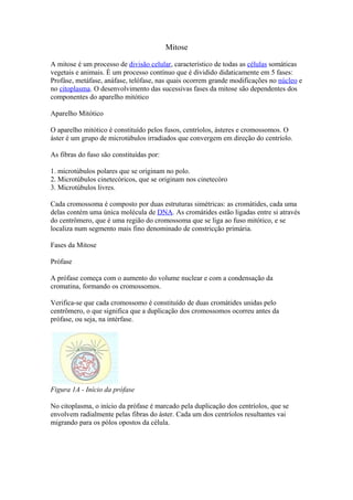 Mitose
A mitose é um processo de divisão celular, característico de todas as células somáticas
vegetais e animais. É um processo contínuo que é dividido didaticamente em 5 fases:
Profáse, metáfase, anáfase, telófase, nas quais ocorrem grande modificações no núcleo e
no citoplasma. O desenvolvimento das sucessivas fases da mitose são dependentes dos
componentes do aparelho mitótico
Aparelho Mitótico
O aparelho mitótico é constituído pelos fusos, centríolos, ásteres e cromossomos. O
áster é um grupo de microtúbulos irradiados que convergem em direção do centríolo.
As fibras do fuso são constituídas por:
1. microtúbulos polares que se originam no polo.
2. Microtúbulos cinetecóricos, que se originam nos cinetecóro
3. Microtúbulos livres.
Cada cromossoma é composto por duas estruturas simétricas: as cromátides, cada uma
delas contém uma única molécula de DNA. As cromátides estão ligadas entre si através
do centrômero, que é uma região do cromossoma que se liga ao fuso mitótico, e se
localiza num segmento mais fino denominado de constricção primária.
Fases da Mitose
Prófase
A prófase começa com o aumento do volume nuclear e com a condensação da
cromatina, formando os cromossomos.
Verifica-se que cada cromossomo é constituído de duas cromátides unidas pelo
centrômero, o que significa que a duplicação dos cromossomos ocorreu antes da
prófase, ou seja, na intérfase.
Figura 1A - Início da prófase
No citoplasma, o início da prófase é marcado pela duplicação dos centríolos, que se
envolvem radialmente pelas fibras do áster. Cada um dos centríolos resultantes vai
migrando para os pólos opostos da célula.
 