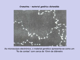 Cromatina – material genético distendido
Ao microscópio electrónico, o material genético apresenta-se como um
“fio de contas” com cerca de 10nm de diâmetro
 