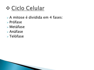  A mitose é dividida em 4 fases:
 Prófase
 Metáfase
 Anáfase
 Telófase
 