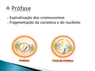  Espiralização dos cromossomos
 Fragmentação da carioteca e do nucléolo
 