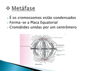  É os cromossomos estão condensados
 Forma-se a Placa Equatorial
 Cromátides unidas por um centrômero
 