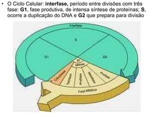 O Ciclo Celular:  interfase,  período entre divisões com três fase:  G1 , fase produtiva, de intensa síntese de proteínas;  S , ocorre a duplicação do DNA e  G2  que prepara para divisão 