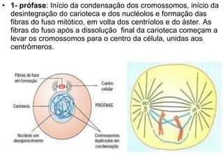 1- prófase : Início da condensação dos cromossomos, início da desintegração do carioteca e dos nucléolos e formação das fibras do fuso mitótico, em volta dos centríolos e do áster. As fibras do fuso após a dissolução  final da carioteca começam a levar os cromossomos para o centro da célula, unidas aos centrômeros. 