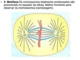 2- Metáfase :Os cromossomos totalmente condensados são posicionado no equador da célula. Melhor momento para observar os cromossomos (cariotipagem). 