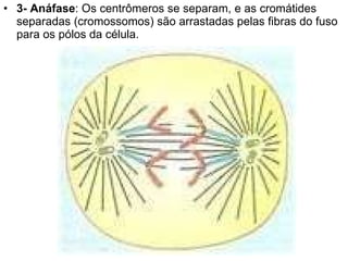 3- Anáfase : Os centrômeros se separam, e as cromátides separadas (cromossomos) são arrastadas pelas fibras do fuso para os pólos da célula. 