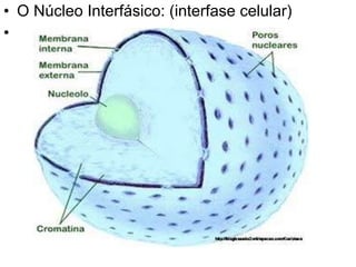 O Núcleo Interfásico: (interfase celular) 