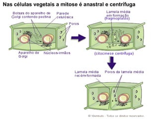 Nas células vegetais a mitose é anastral e centrífuga 