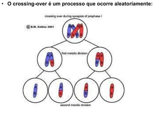 O crossing-over é um processo que ocorre aleatoriamente: 