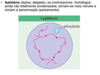 leptóteno  ( leptos,  delgado), os cromossomos  homólogos ainda não totalmente condensados, tornam-se mais visíveis e iniciam a aproximação (pareamento).  