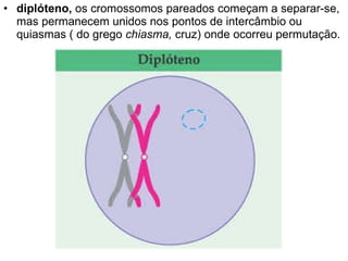 diplóteno,  os cromossomos pareados começam a separar-se, mas permanecem unidos nos pontos de intercâmbio ou quiasmas ( do grego  chiasma,  cruz) onde ocorreu permutação.  