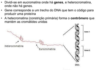 Dividi-se em eucromatina onde há  genes , e heterocromatina, onde não há genes.  Gene corresponde a um trecho do DNA que tem o código para produzir uma proteína A hetecromatina (constrição primária) forma o  centrômero  que mantém as cromátides unidas  