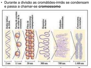 Durante a divisão as cromátides-irmãs se condensam e passa a chamar-se  cromossomo   