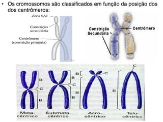 Os cromossomos são classificados em função da posição dos dos centrômeros:  