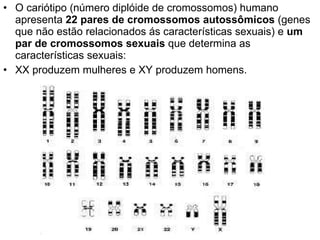 O cariótipo (número diplóide de cromossomos) humano apresenta  22 pares de cromossomos autossômicos  (genes que não estão relacionados ás características sexuais) e  um par de cromossomos sexuais  que determina as características sexuais:  XX produzem mulheres e XY produzem homens. 