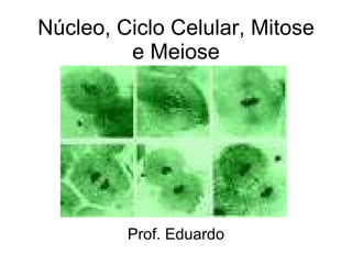   Núcleo, Ciclo Celular, Mitose e Meiose Prof. Eduardo 