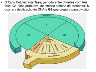 • O Ciclo Celular: interfase, período entre divisões com três
  fase: G1, fase produtiva, de intensa síntese de proteínas; S,
  ocorre a duplicação do DNA e G2 que prepara para divisão
 