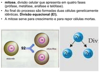 • mitose, divisão celular que apresenta em quatro fases
  (prófase, metáfase, anáfase e telófase).
• Ao final do processo são formadas duas células geneticamente
  idênticas. Divisão equacional (E!).
• A mitose serve para crescimento e para repor células mortas.




            92
 