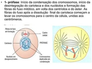 • 1- prófase: Início da condensação dos cromossomos, início da
  desintegração do carioteca e dos nucléolos e formação das
  fibras do fuso mitótico, em volta dos centríolos e do áster. As
  fibras do fuso após a dissolução final da carioteca começam a
  levar os cromossomos para o centro da célula, unidas aos
  centrômeros.
 