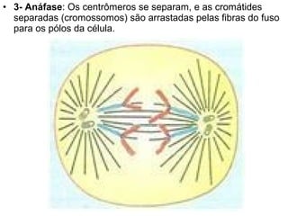 • 3- Anáfase: Os centrômeros se separam, e as cromátides
  separadas (cromossomos) são arrastadas pelas fibras do fuso
  para os pólos da célula.
 