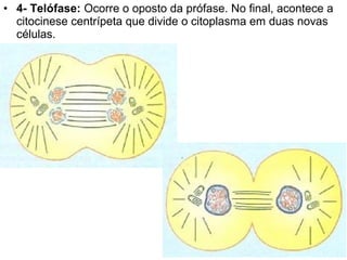 • 4- Telófase: Ocorre o oposto da prófase. No final, acontece a
  citocinese centrípeta que divide o citoplasma em duas novas
  células.
 