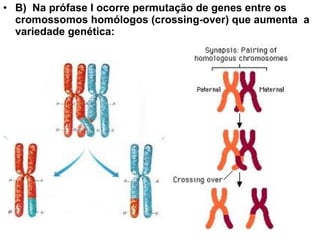 • B) Na prófase I ocorre permutação de genes entre os
  cromossomos homólogos (crossing-over) que aumenta a
  variedade genética:
 