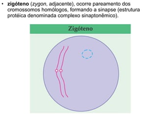 • zigóteno (zygon, adjacente), ocorre pareamento dos
  cromossomos homólogos, formando a sinapse (estrutura
  protéica denominada complexo sinaptonêmico).
 