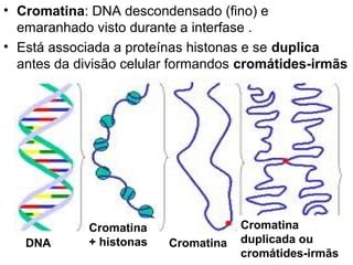 • Cromatina: DNA descondensado (fino) e
  emaranhado visto durante a interfase .
• Está associada a proteínas histonas e se duplica
  antes da divisão celular formandos cromátides-irmãs




             Cromatina                Cromatina
   DNA       + histonas   Cromatina   duplicada ou
                                      cromátides-irmãs
 
