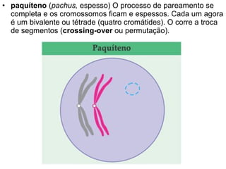 • paquíteno (pachus, espesso) O processo de pareamento se
  completa e os cromossomos ficam e espessos. Cada um agora
  é um bivalente ou tétrade (quatro cromátides). O corre a troca
  de segmentos (crossing-over ou permutação).
 