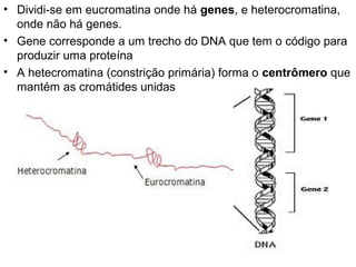• Dividi-se em eucromatina onde há genes, e heterocromatina,
  onde não há genes.
• Gene corresponde a um trecho do DNA que tem o código para
  produzir uma proteína
• A hetecromatina (constrição primária) forma o centrômero que
  mantém as cromátides unidas
 