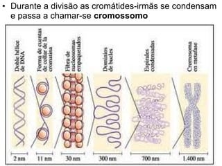 • Durante a divisão as cromátides-irmãs se condensam
  e passa a chamar-se cromossomo
 