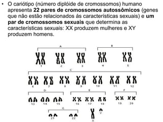 • O cariótipo (número diplóide de cromossomos) humano
  apresenta 22 pares de cromossomos autossômicos (genes
  que não estão relacionados ás características sexuais) e um
  par de cromossomos sexuais que determina as
  características sexuais: XX produzem mulheres e XY
  produzem homens.
 