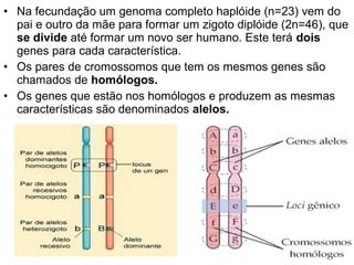 • Na fecundação um genoma completo haplóide (n=23) vem do
  pai e outro da mãe para formar um zigoto diplóide (2n=46), que
  se divide até formar um novo ser humano. Este terá dois
  genes para cada característica.
• Os pares de cromossomos que tem os mesmos genes são
  chamados de homólogos.
• Os genes que estão nos homólogos e produzem as mesmas
  características são denominados alelos.
 